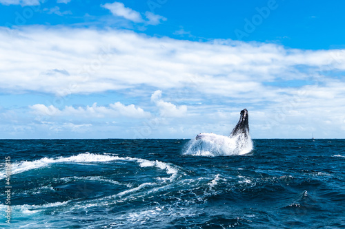 whale jumps in Dominican republic