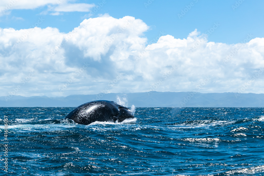 whale jumps in Dominican republic