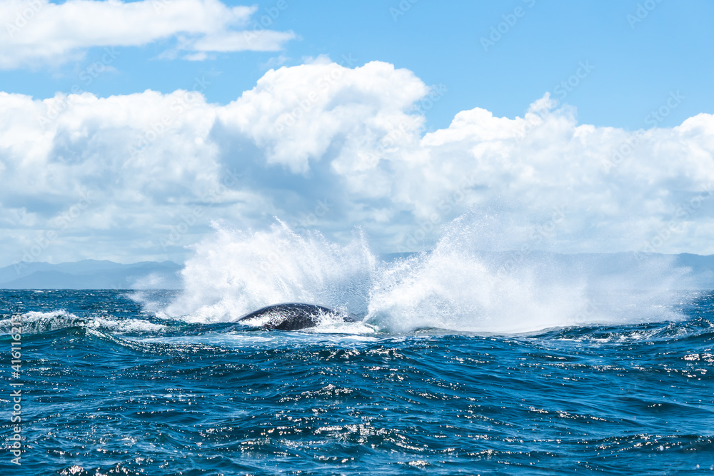 Naklejka premium whale jumps in Dominican republic