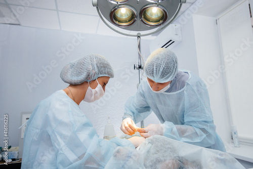 A thoroughbred dog of the Dachshund breed is operated on in a veterinary clinic