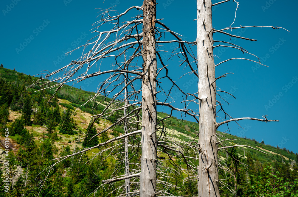 Dead trees on the slopes of the mountains
