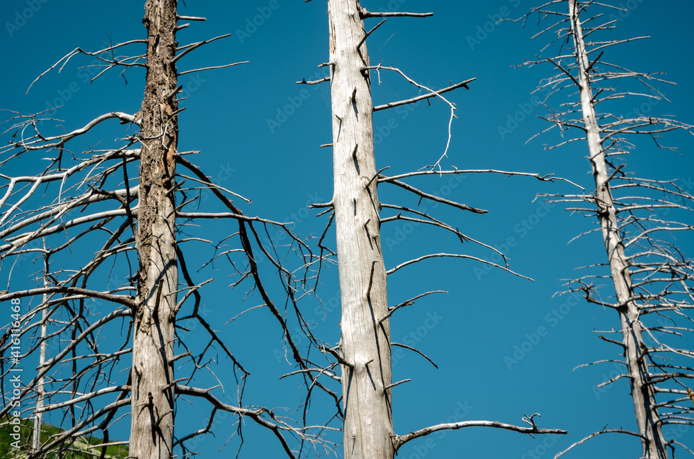 Dead trees on the slopes of the mountains