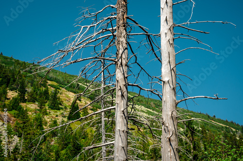 Obraz na płótnie Dead trees on the slopes of the mountains w salonie