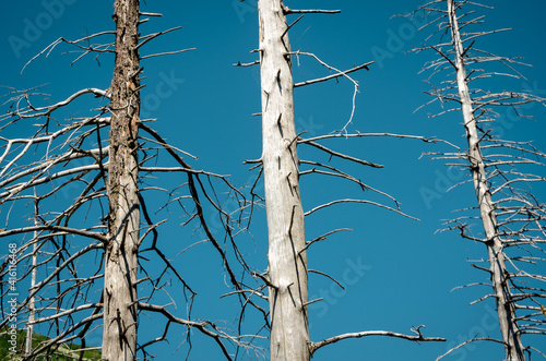 Dead trees on the slopes of the mountains