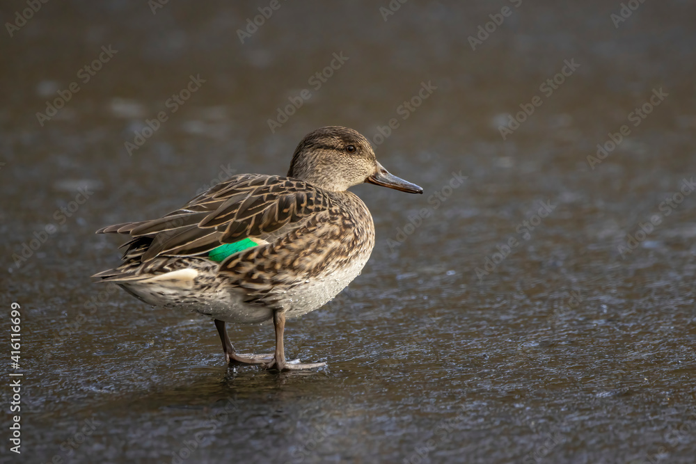 Beautiful female teal duck at a little pond called Jacobiweiher not far away from Frankfurt, Germany at a cold day in winter. Beautiful female teal duck at a little pond called Jacobiweiher not far away from Frankfurt, Germany at a cold day in winter.