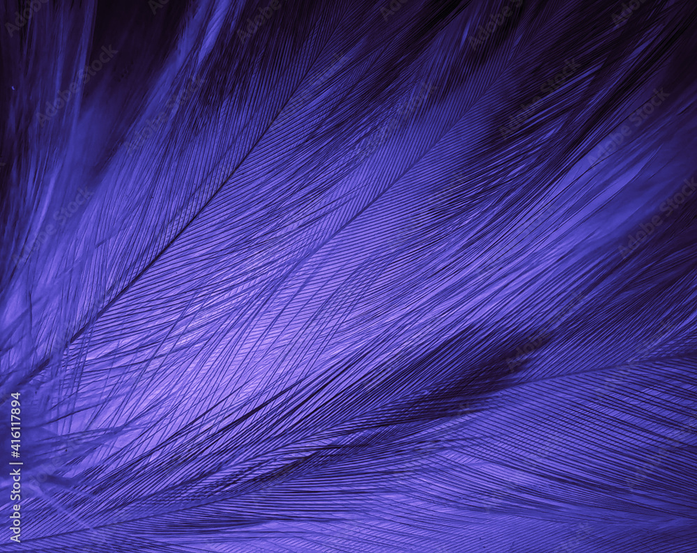 Beautiful abstract purple feathers on white background, black feather texture on dark pattern and purple background, colorful feather wallpaper, love theme, valentines day Beautiful abstract purple feathers on white background, black feather texture on dark pattern and purple background, colorful feather wallpaper, love theme, valentines day