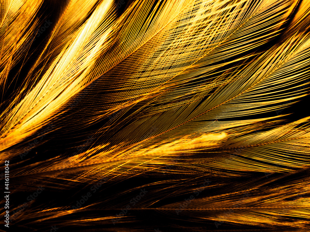 Foto de Beautiful abstract white and brown feathers on black background