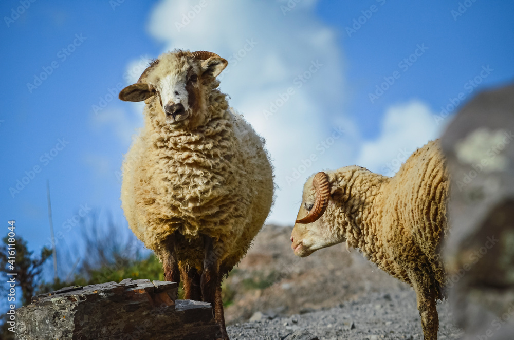 Fototapeta premium Stock photo of a sheep looking at the camera in Iruya valley, Salta, Argentina. Hills and mountains landscape