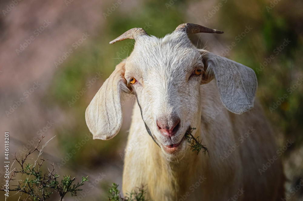 Stock photo of a goat eating in Iruya valley, Salta, Argentina. Hills and mountains landscape Stock photo of a goat eating in Iruya valley, Salta, Argentina. Hills and mountains landscape