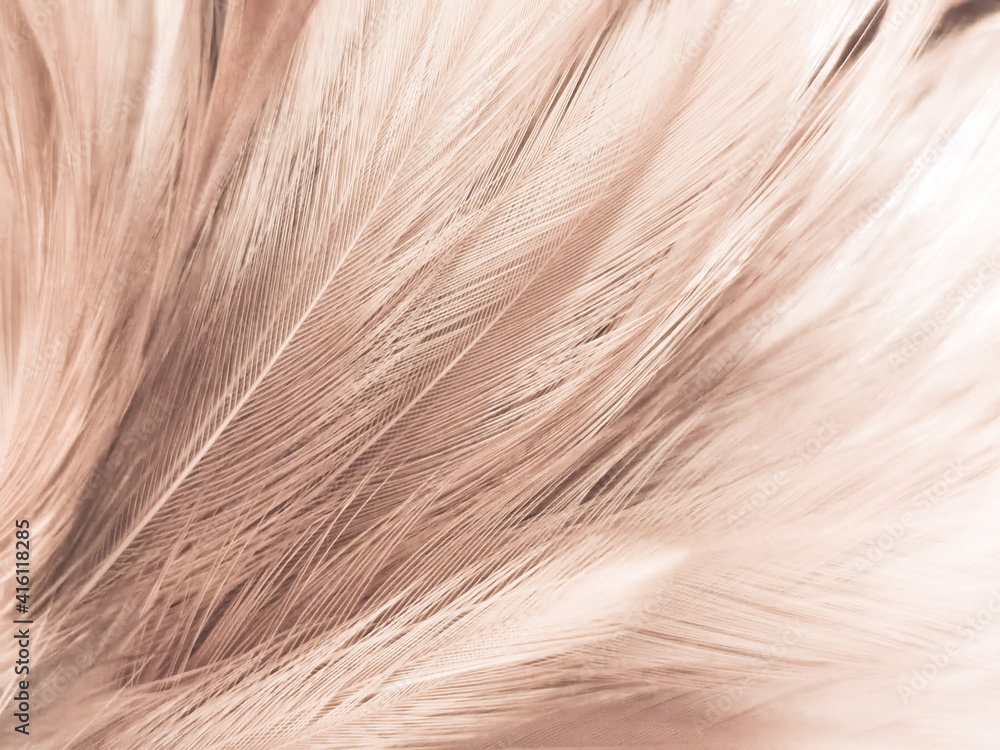 Beautiful abstract white and brown feathers on black background, soft yellow feather texture on white pattern and yellow background, feather background, gold feathers banners Beautiful abstract white and brown feathers on black background, soft yellow feather texture on white pattern and yellow background, feather background, gold feathers banners