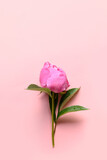 One pink peony flowers on pink background. Minimal vertical greeting card.
