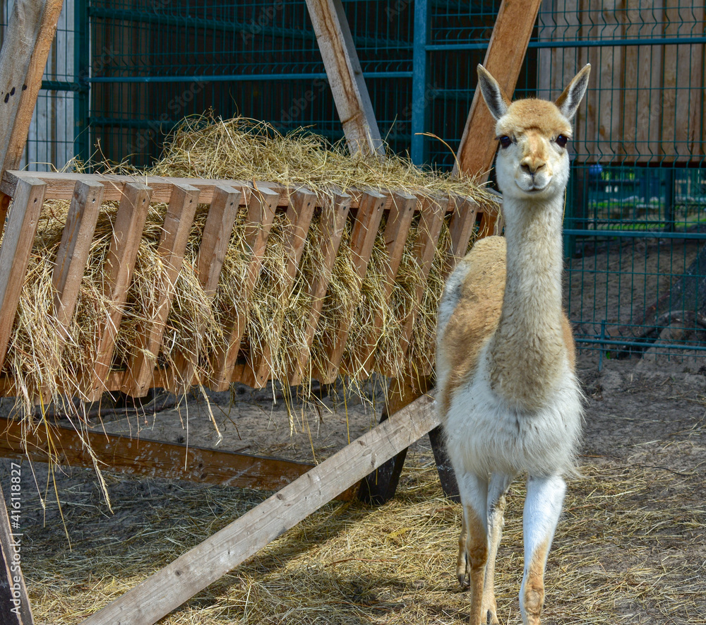 Cute alpaca (lama, llama) in animal farm. Beautiful alpaca or llama in paddock cade. Animal