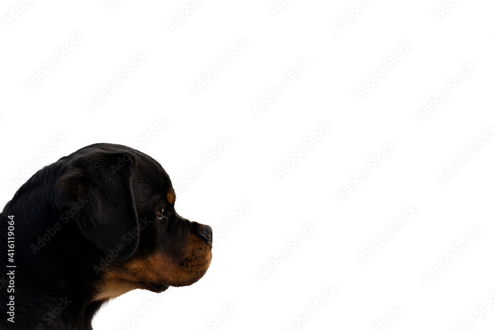 Obraz premium Side profile of the head of a rottweiler looking to the right on isolated white background with room for your text.