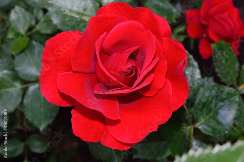 close-up - a beautiful blooming scarlet rose in the garden