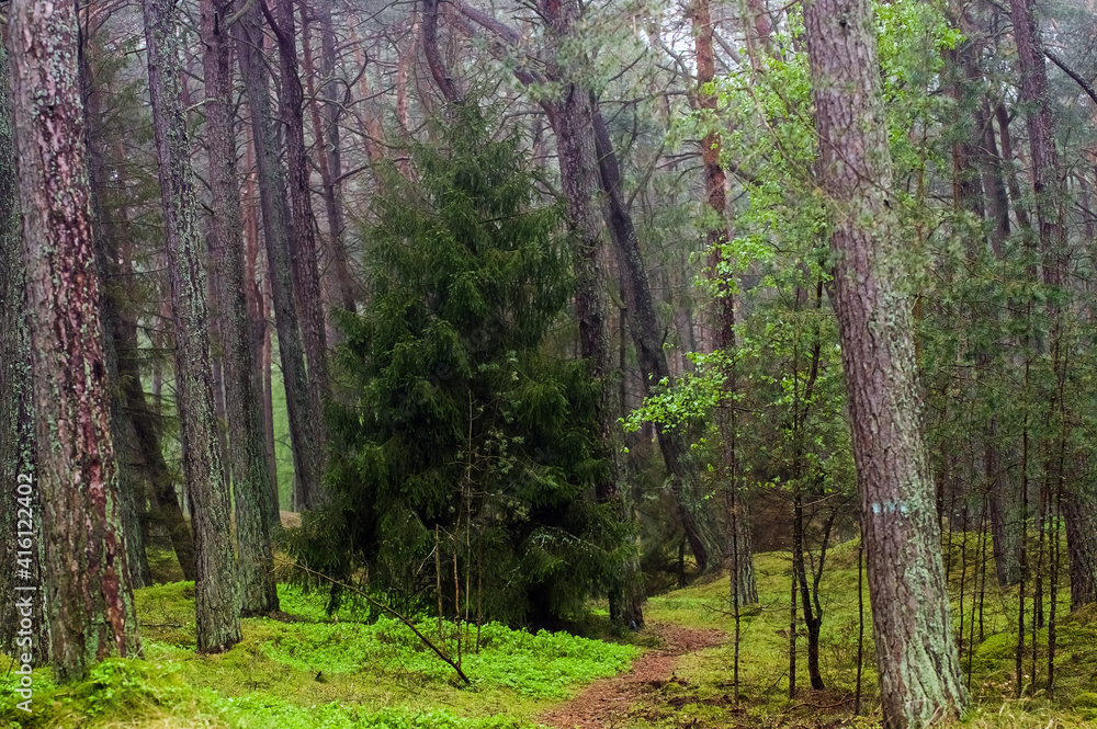 Fototapeta premium Krajobraz leśny pnie drzew 