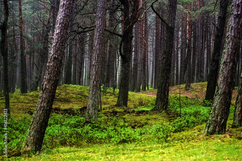 Fototapeta Naklejka Na Ścianę i Meble -  Krajobraz leśny pnie drzew	
