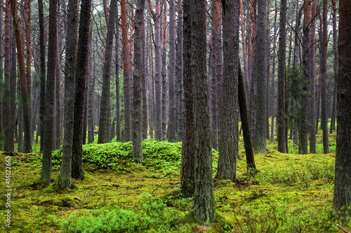 Fototapeta Naklejka Na Ścianę i Meble -  Krajobraz leśny pnie drzew 