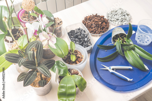 Transplanting and caring for orchids cattleya at home, pruning the roots of orchids, foam glass grow plant bark of coniferous plants moss filler pots for orchids, tools for transplanting.