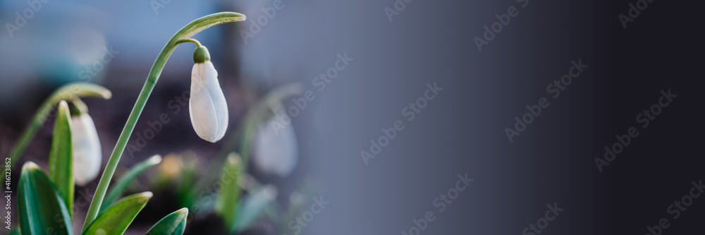 Snowdrop flowers floral spring background Snowdrop flowers floral spring background