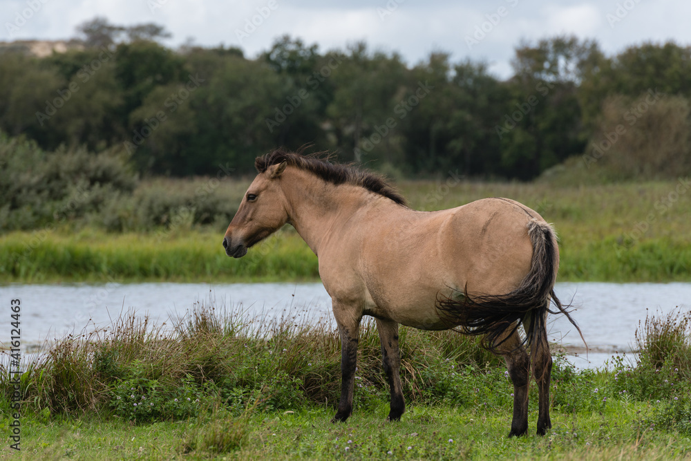 Portrait of a free-roaming konik horse that is standing at a small pond. In the background there is some grass and bushes. Portrait of a free-roaming konik horse that is standing at a small pond. In the background there is some grass and bushes.