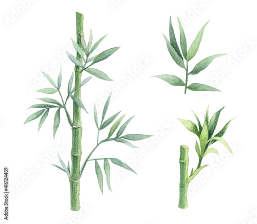 bamboo stems and leaves set, watercolor botanical illustration in traditional style, classic botanical illustration isolated on white © katedeepomania