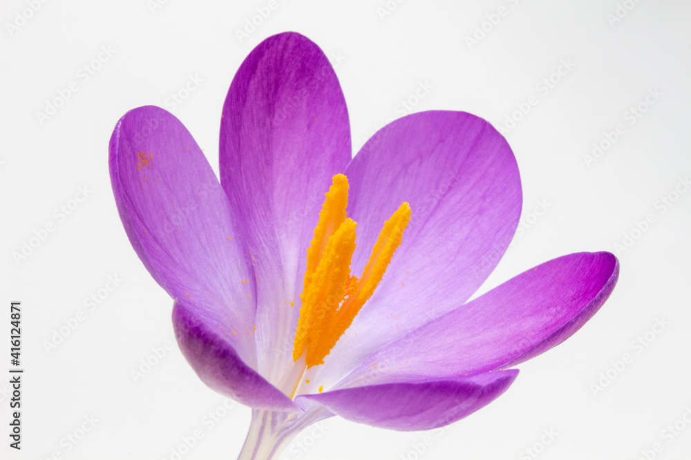 Fototapeta premium Closeup image of a Crocus tommasinianus against a white background