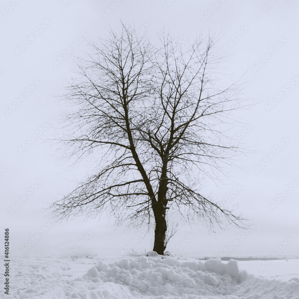 Fototapeta premium tree in winter