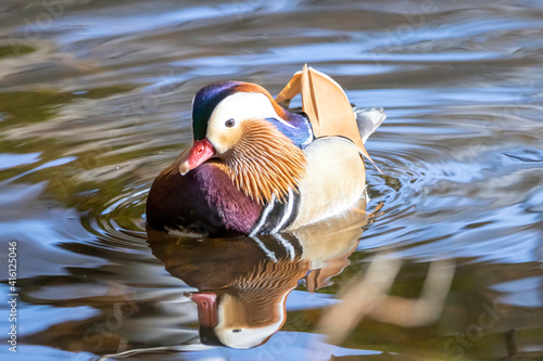 Beautiful male mandarin duck swimming in a little pond called Jacobiweiher not far away from Frankfurt, Germany at a cold day in winter.