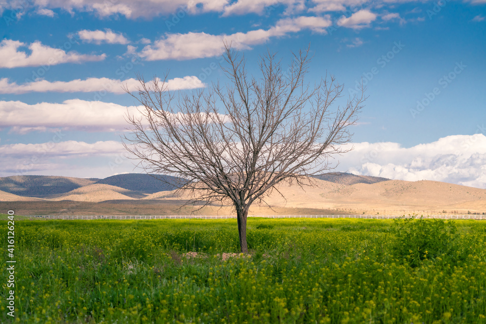 A solitaire tree with no leafs in the green field with the desert in the background and blue sky above. Beautiful day by the desert in Iran.