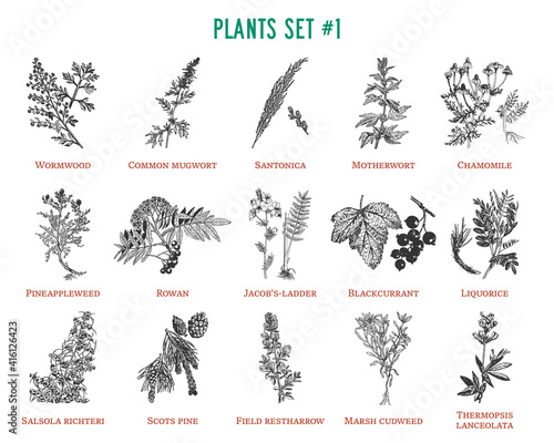 Vector hand drawn plants set photo