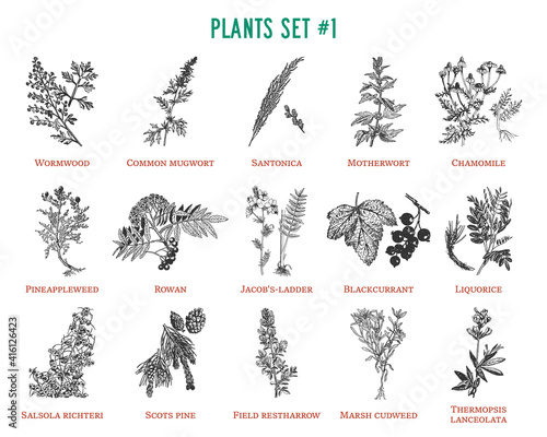Vector hand drawn plants set