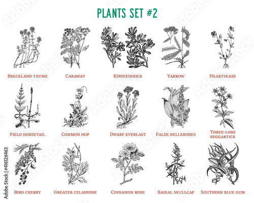 Vector hand drawn plants set