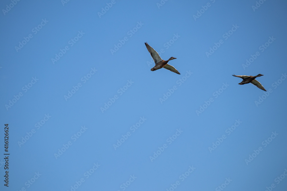 Wild ducks on a background of blue sky. Two blurry ducks in flight. Hunting concept. Wild ducks on a background of blue sky. Two blurry ducks in flight. Hunting concept.