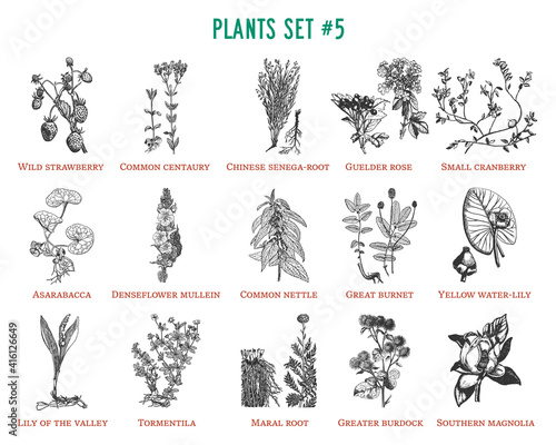 Vector hand drawn plants set
