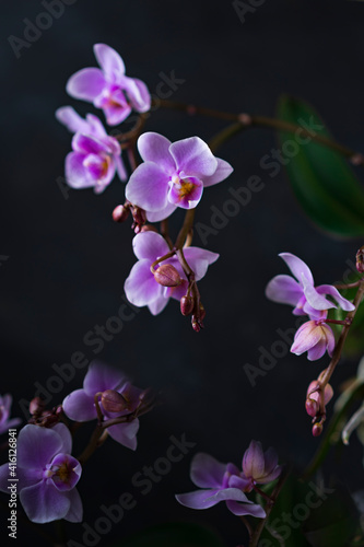 Purple Orchid flowers group  open and buds at peak flowering with plain  black background. Interior vertical photo  studio art image  copy space.