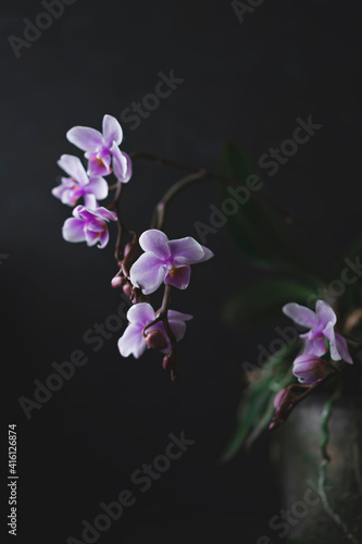 Fototapeta Naklejka Na Ścianę i Meble -  Purple Orchid flowers group, open and buds at peak flowering with plain, black background. Interior vertical photo, studio art image, copy space.