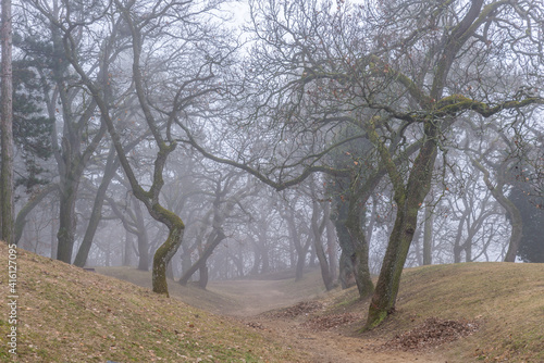 trees in the fog