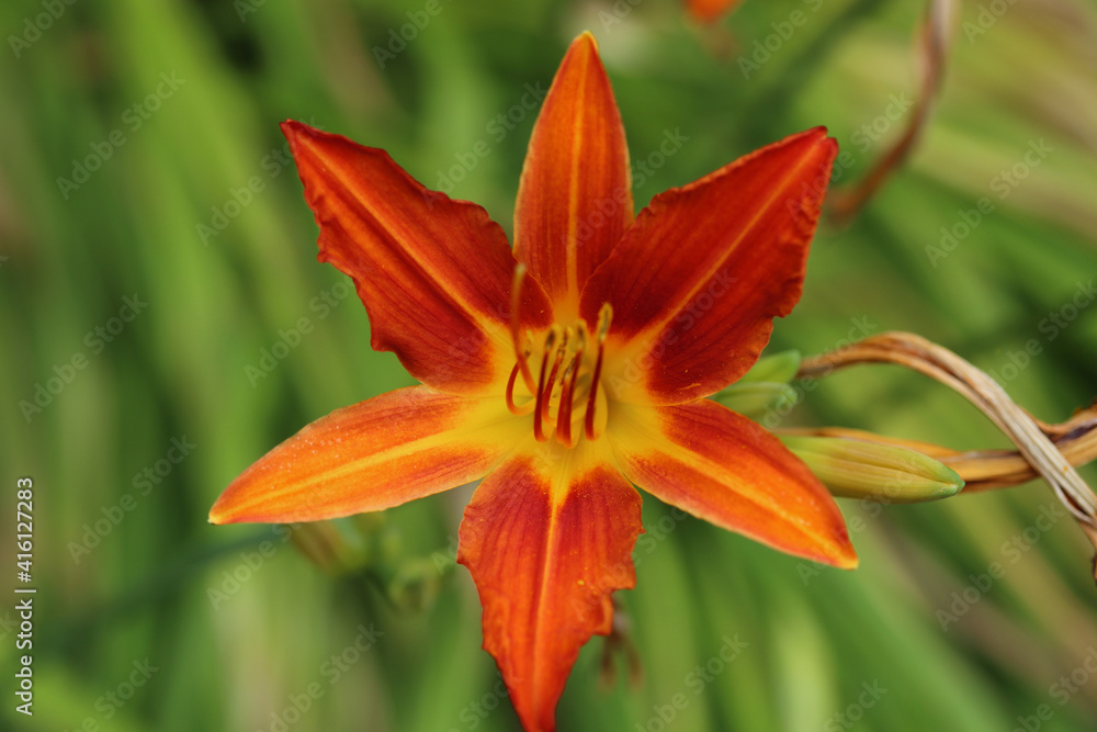 Lilium (members of which are true lilies) is a genus of herbaceous flowering plants growing from bulbs, all with large prominent flowers.
Lilium (members of which are true lilies) is a genus of herbaceous flowering plants growing from bulbs, all with large prominent flowers.