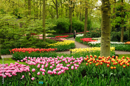 Fototapeta Naklejka Na Ścianę i Meble -  Tulips are blooming in the park