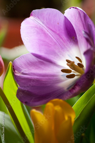 Purple tulip close-up.
