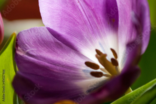 Purple tulip close-up.