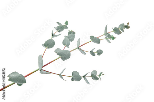 Eucalyptus leaves isolated on white background. Green eucalyptus foliage