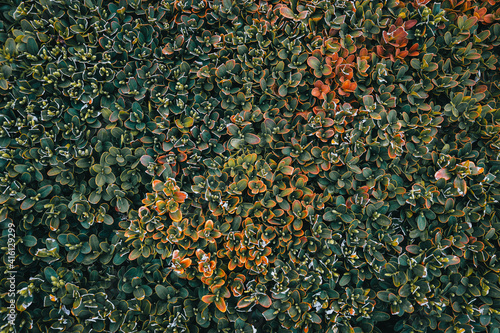 Green and autumn leaves backgrounds.