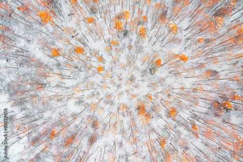 Obraz na płótnie White snow covered winter forest with autumn colored trees top aerial view w salonie