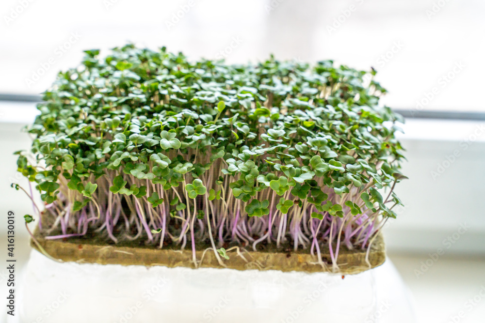 microgreen foliage background. Close-up of broccoli 6 days microgrin. Seed germination at home. The concept of vegan and healthy food microgreen foliage background. Close-up of broccoli 6 days microgrin. Seed germination at home. The concept of vegan and healthy food