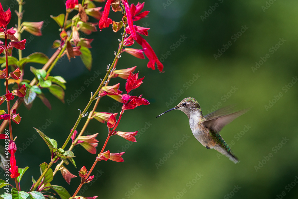 Fototapeta premium Hummingbird