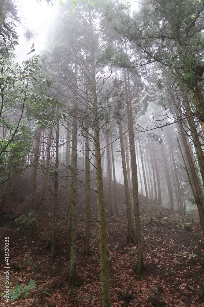 Obraz premium forest in fog
