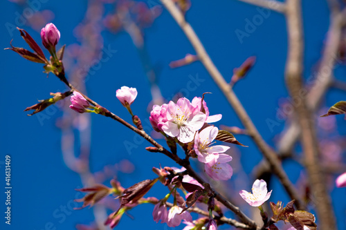 Almond in bloom
