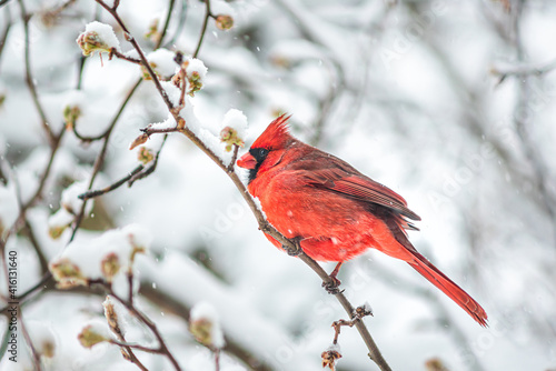 Closeup of one vibrant colorful red northern cardinal Cardinalis bird sitting perched on tree branch during heavy winter snow in Virginia with cherry buds