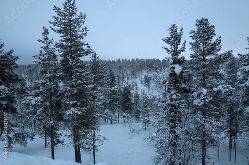 snow covered trees